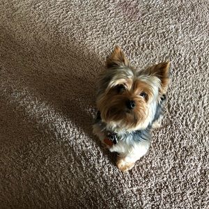 Meet your Posher, Billie